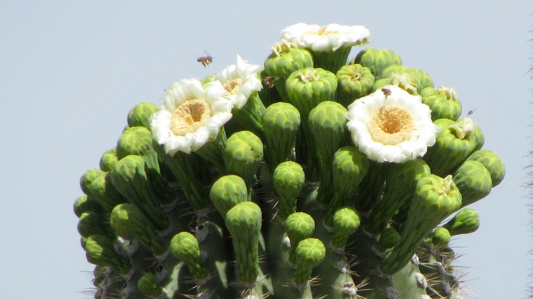 Saguaro blooms brighten the desert